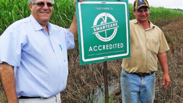 Milestone planting in a Mackay cane field