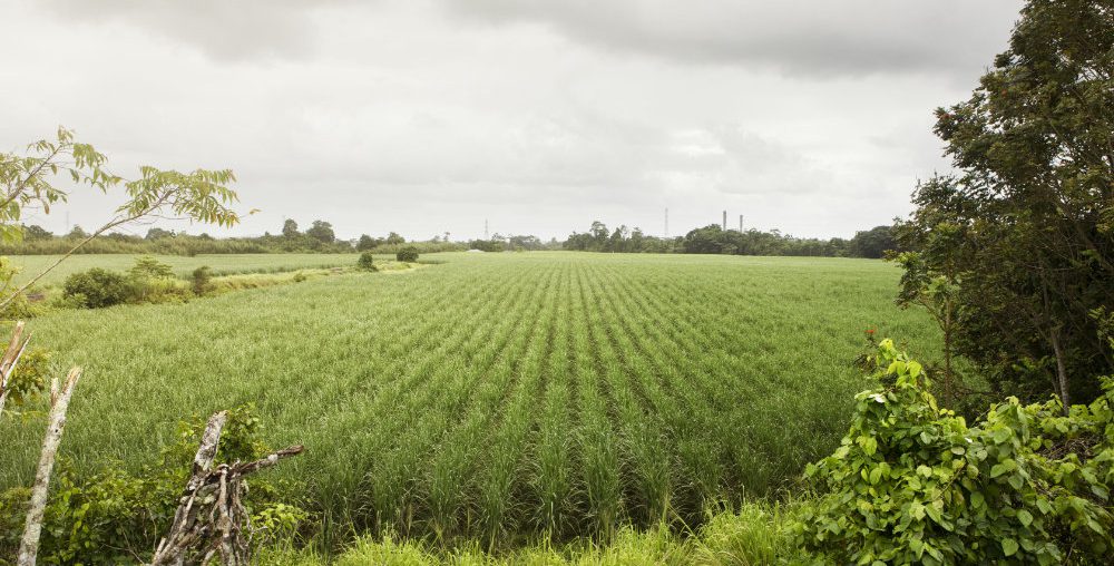Huge support for Queensland sugarcane farmers confirmed by new survey results